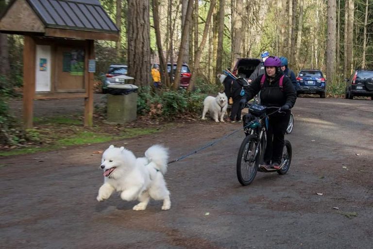A great working drive for dryland mushing.