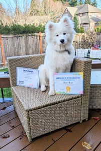 STAR puppy certificate and puppy school graduate!
