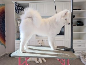 Freshly groomed for a show!