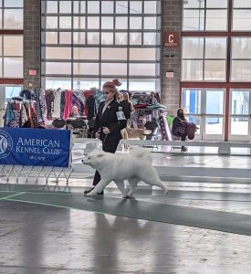 6-9 puppy class with her junior handler.