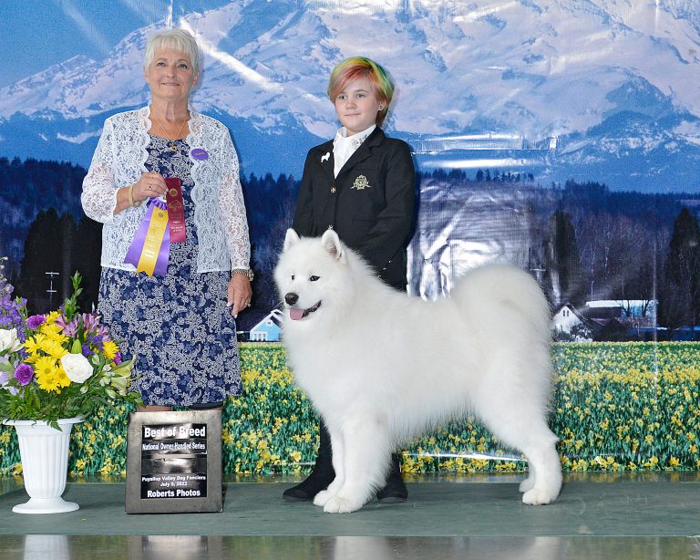 A best of Breed win with his junior handler.